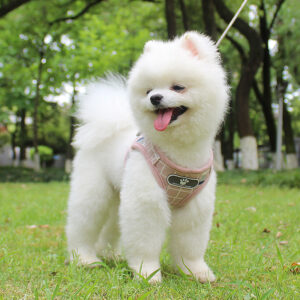 Reflective Dog Leash for Safe Night Walking